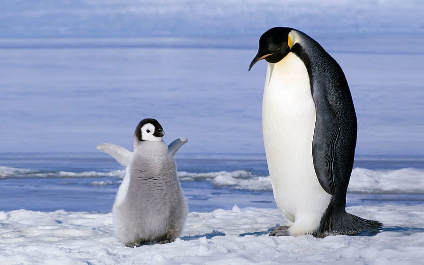 สัตว์ หิมะ หนุ่มสาว คู่ คู่ ธารน้ำแข็ง โจอี้ เพนกวิน วอลล์เปเปอร์ HD