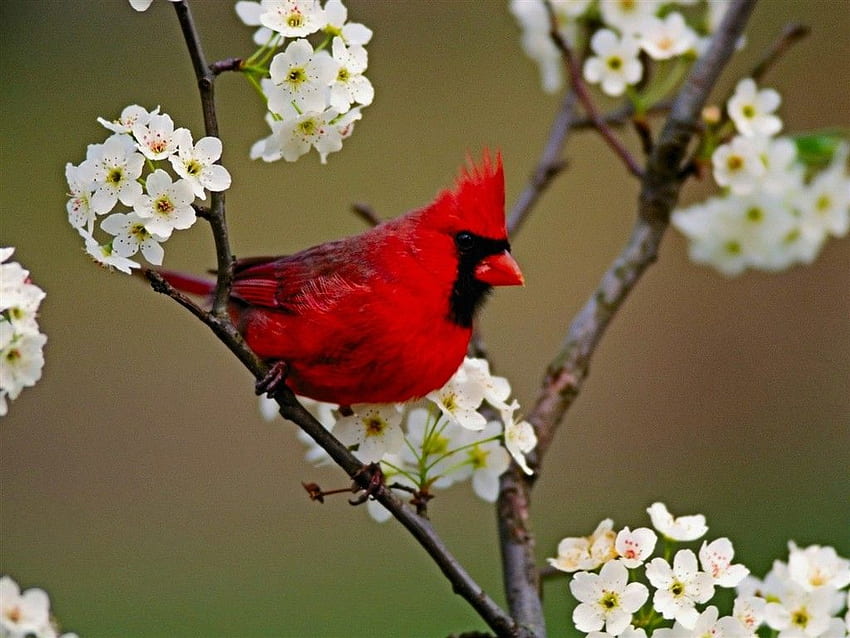 Cardinal Bird Xas583D Cardinal Background Tip, Red Cardinal Bird HD ...