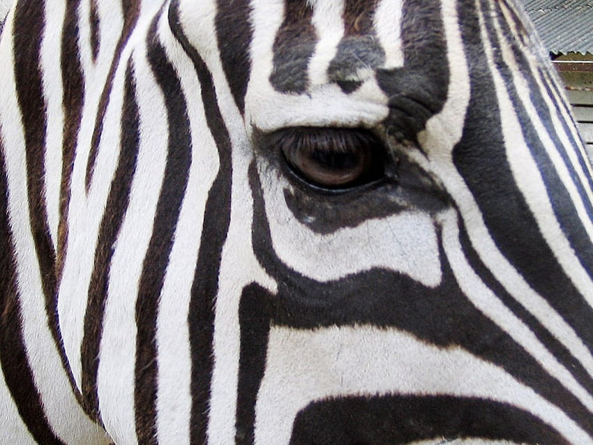 Zebra Close up, face, stripes, eye, zebra HD wallpaper