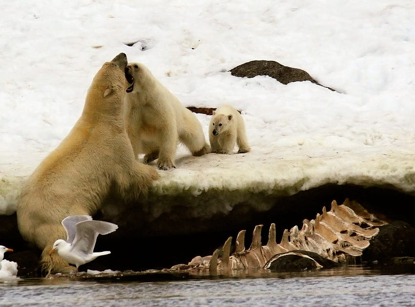 mãe corajosa, ursos, corajoso, neve, polar, mamãe papel de parede HD