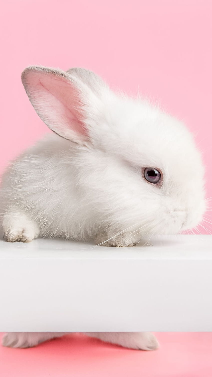Cute Bunny HD Wallpapers:Amazon.co.uk:Appstore for Android