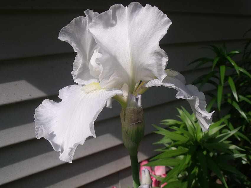 Iris barbudo blanco, jardín, naturaleza, Iris, flor fondo de pantalla