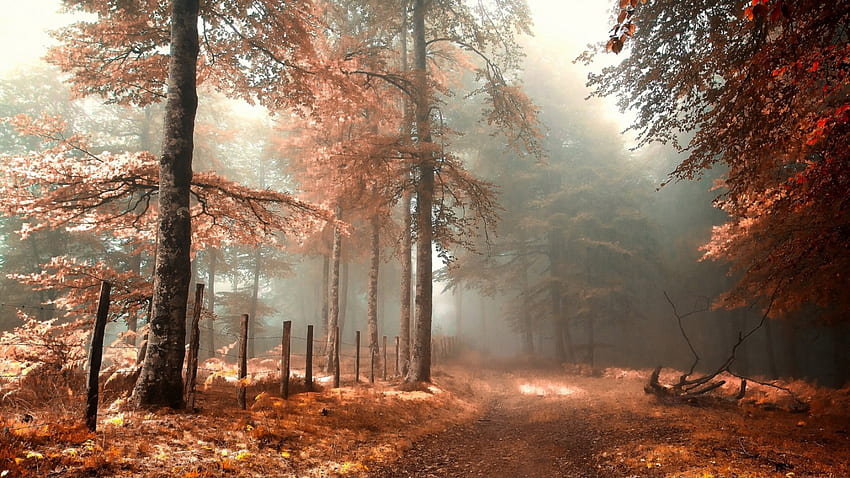 road in a mystical autumn forest, fog, fence, autumn, road, forest HD wallpaper