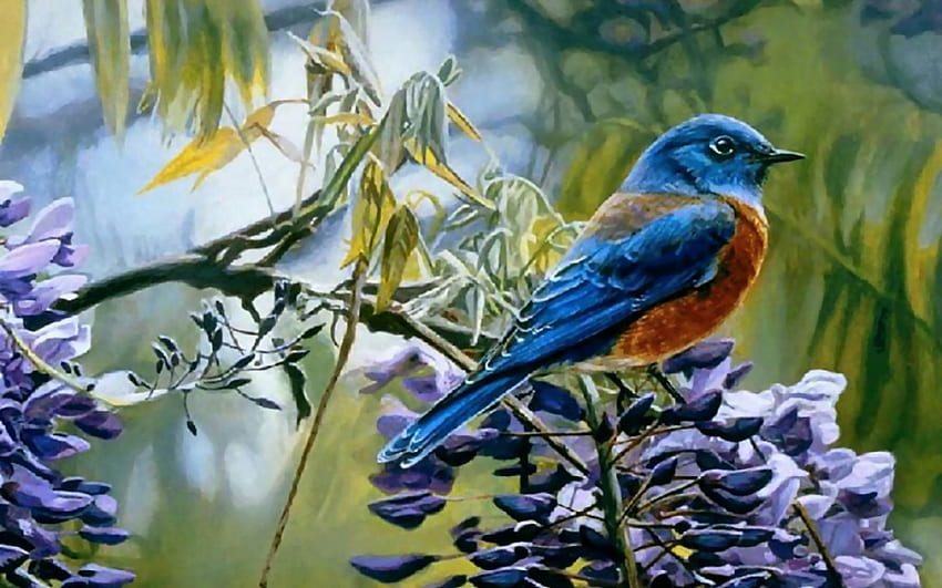 Handsome Bluebird F2C, animal, pássaro, arte, aviária, obra de arte, tela larga, vida selvagem, pintura, pássaro azul papel de parede HD