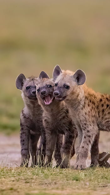 200 Free Hyena  Nature Images  Pixabay