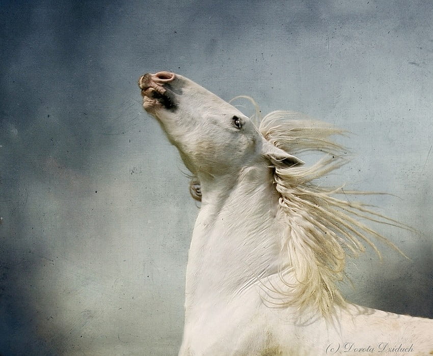 beyaz at, at, kafa, beyaz, güzel HD duvar kağıdı