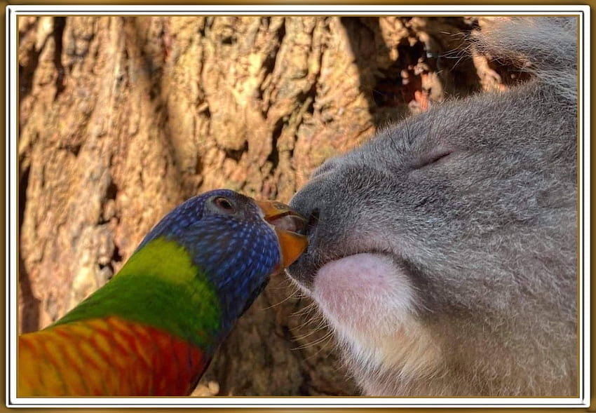 PARROT KISSING A KOALA, NATURE, KOALA, PARROT HD wallpaper