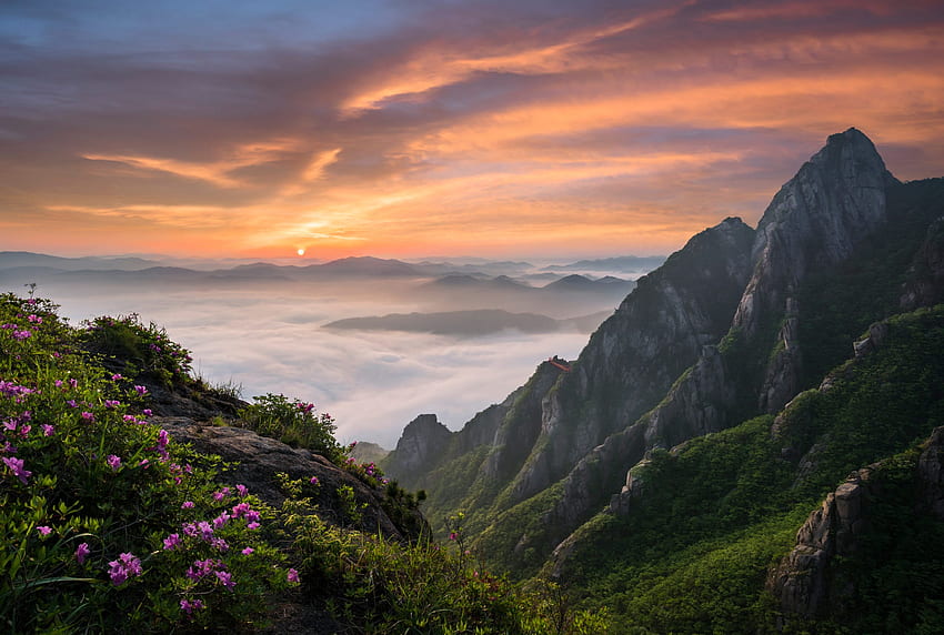 naturaleza, Paisaje, Corea del Sur, Montañas, Flores rosas, Nubes, Korean Mountain fondo de pantalla