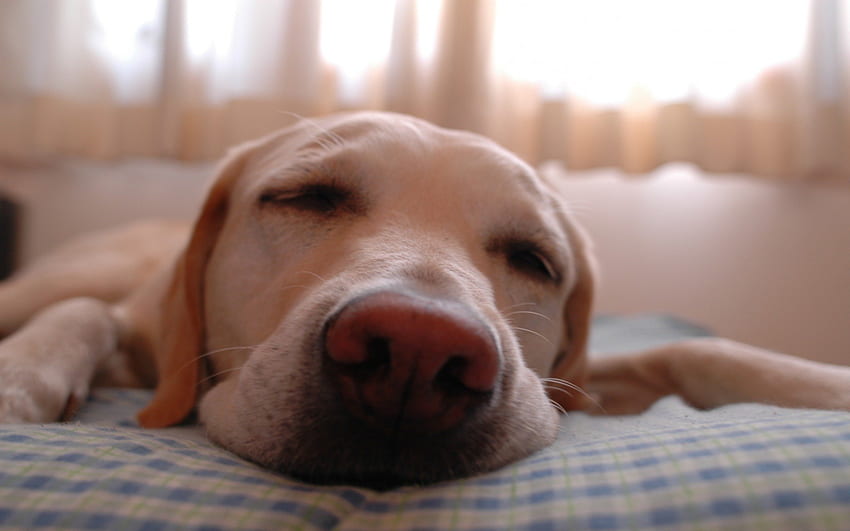 자고있는 개, 개, 눈, 큰, 코, 확대, 갈색, 동물, 황갈색, 입 HD 월페이퍼