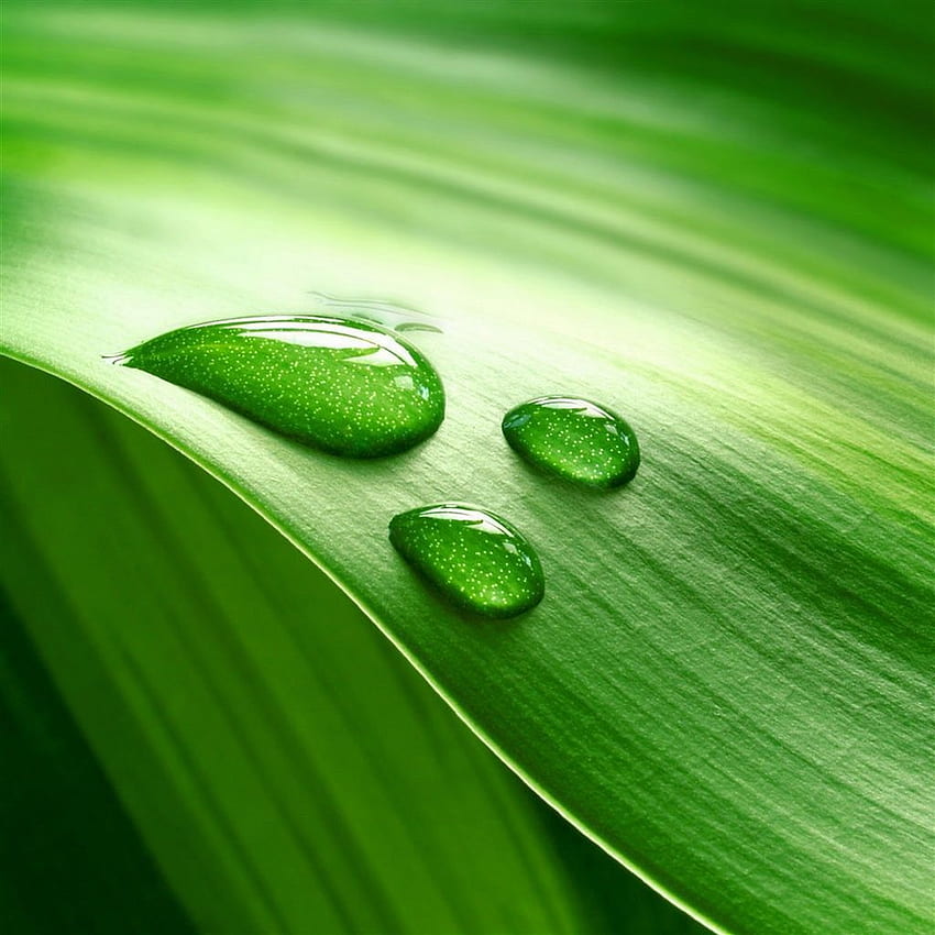 巨大な緑の葉の露 iPad Air . iPhone、iPadワンストップ。 緑の自然、iPad Air、自然、葉 HD電話の壁紙