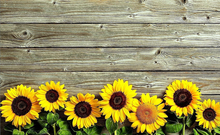 Sonnenblume Rustikal fo HD-Hintergrundbild