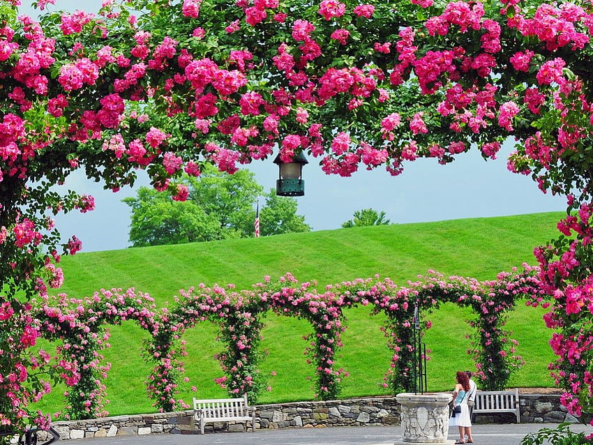 Longwood gardens, flowers, roses, arch, fence HD wallpaper