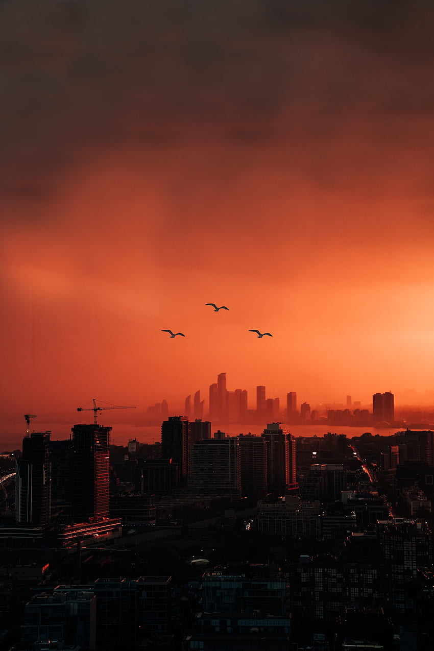 Städte, Vögel, Sonnenuntergang, Dämmerung, Stadt, Gebäude, Ansicht von oben, Abenddämmerung HD-Handy-Hintergrundbild