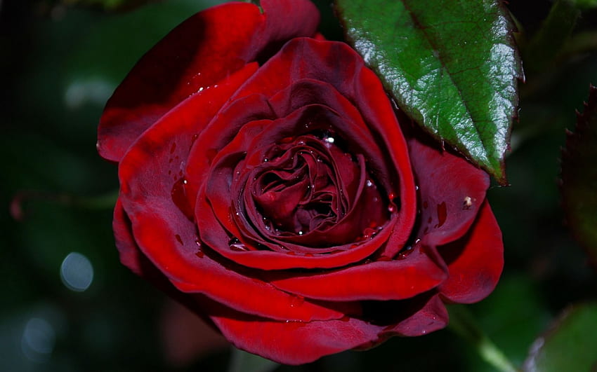 Червена роза, роза, природа, цветя, цъфти HD тапет