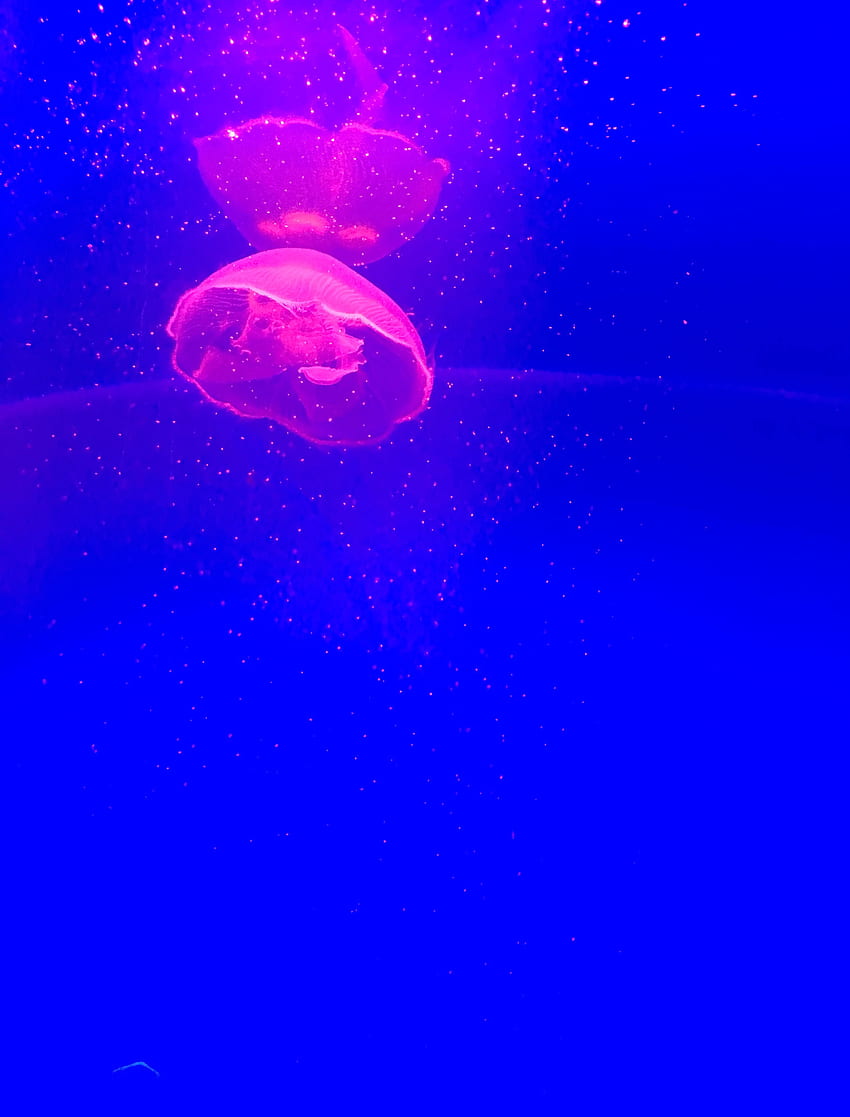 Animals, Pink, Jellyfish, Particles, Tentacle HD phone wallpaper