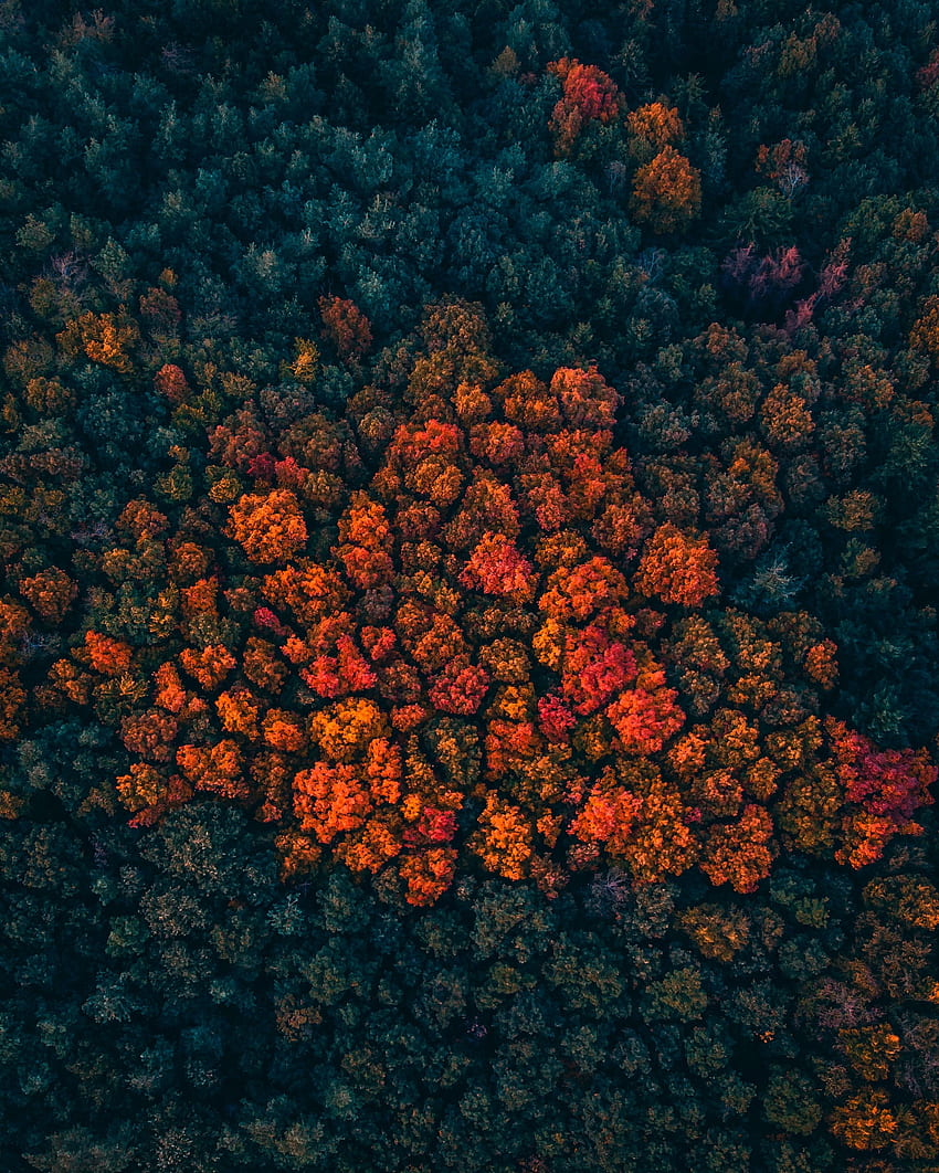Nature, Trees, Autumn, View From Above, Bright, Forest, Autumn Colors, Autumn Paints HD phone wallpaper
