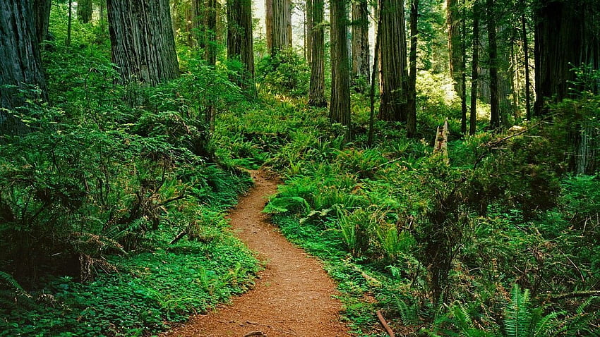secoya Bosque de secoyas. Lugares favoritos, Redwood Forest Scenic fondo de pantalla
