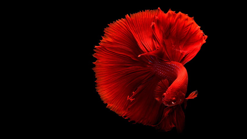 Siamese Fighting Fish - Mobile & Background HD wallpaper