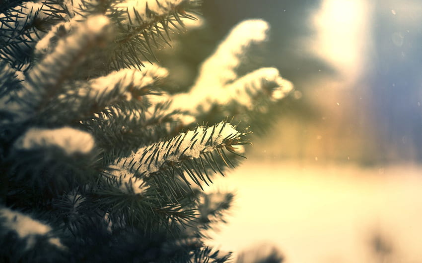 Nature, Needle, Pine, Snow, Conifers, Coniferous, Branches HD wallpaper