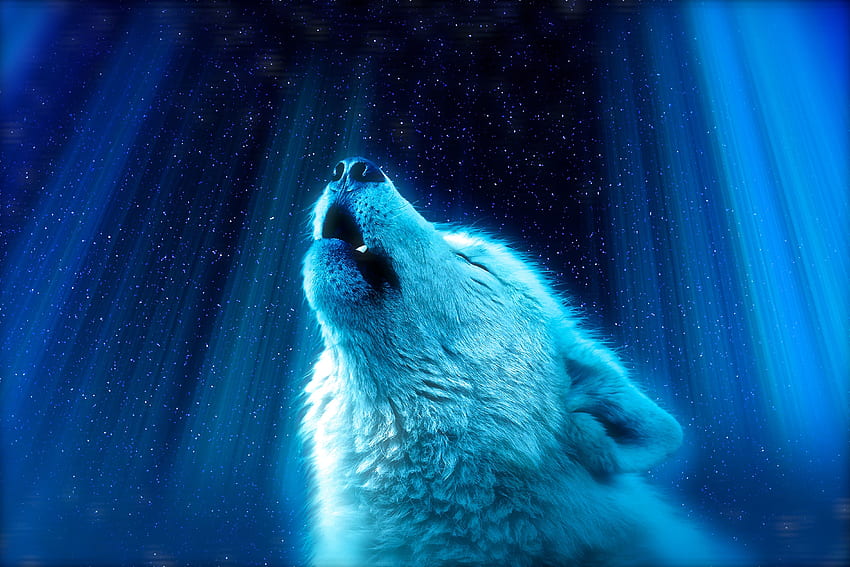 Animals, Predator, Wolf, Howl HD wallpaper