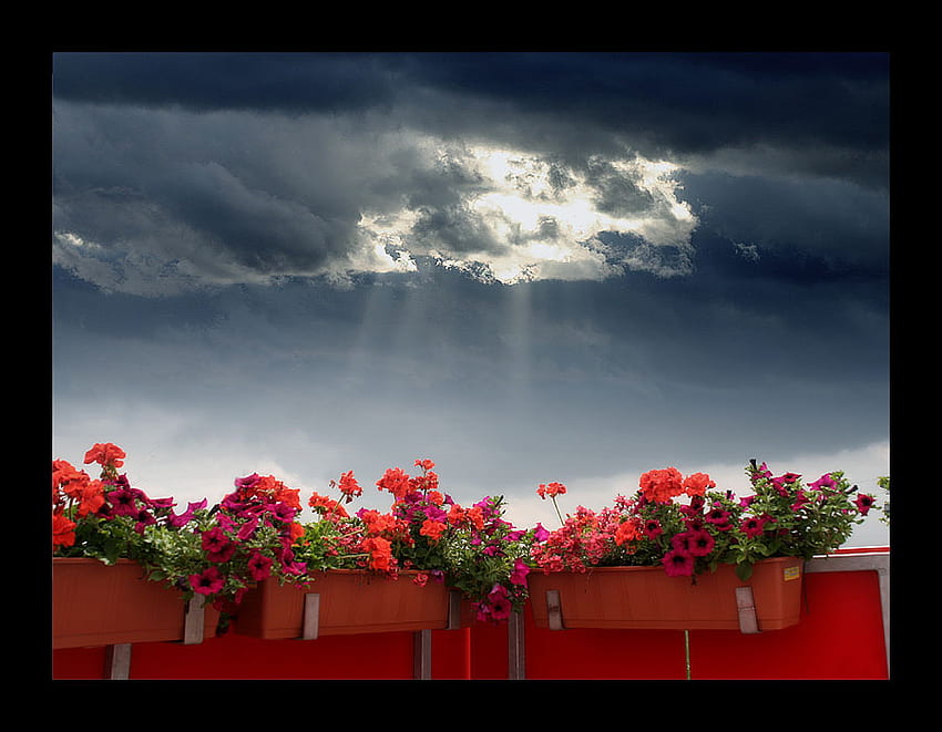 balcony, geranium, light, flower, red, clouds, petunia HD wallpaper