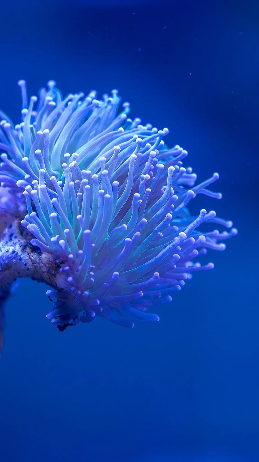 サンゴ、海、深さ、マクロ、水中 - コーラル ブルーの背景 iPad HD電話の壁紙