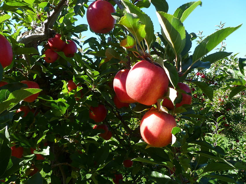 ПРОЕКТ HAMILTON FRUIT TREE: Бране на ябълки тази събота HD тапет
