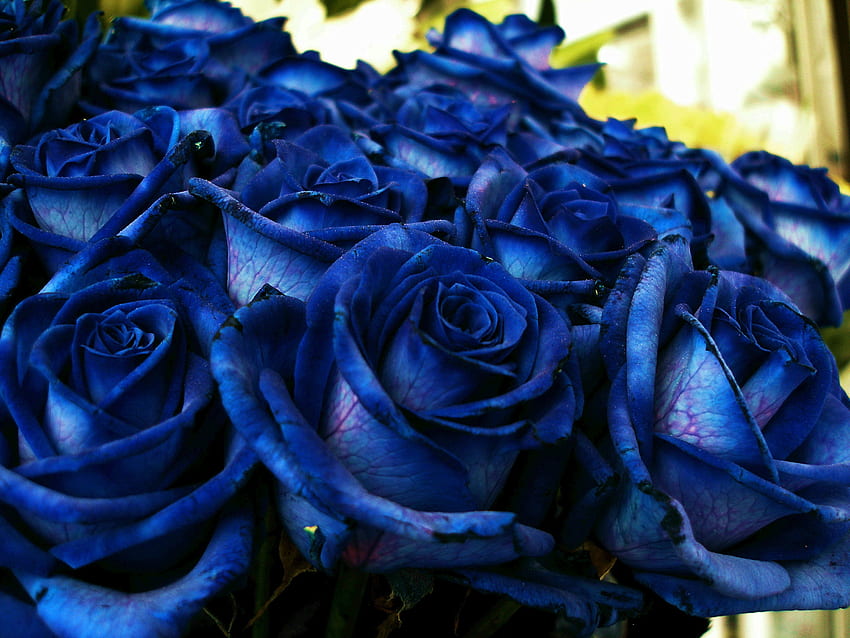 ช่อดอกกุหลาบสีน้ำเงินสด วอลล์เปเปอร์ HD