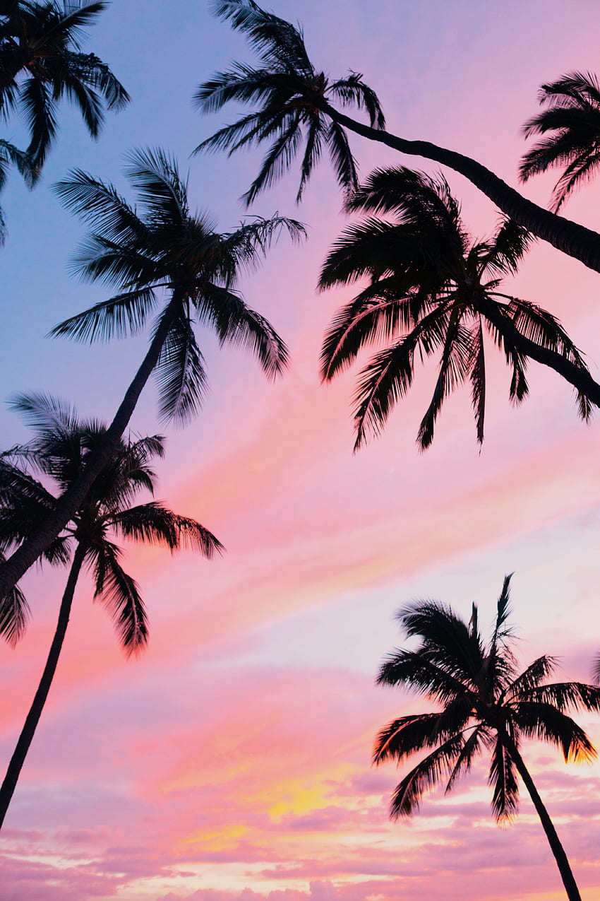 Natura, cielo, nuvole, palme, tropici, vista dal basso Sfondo del telefono HD