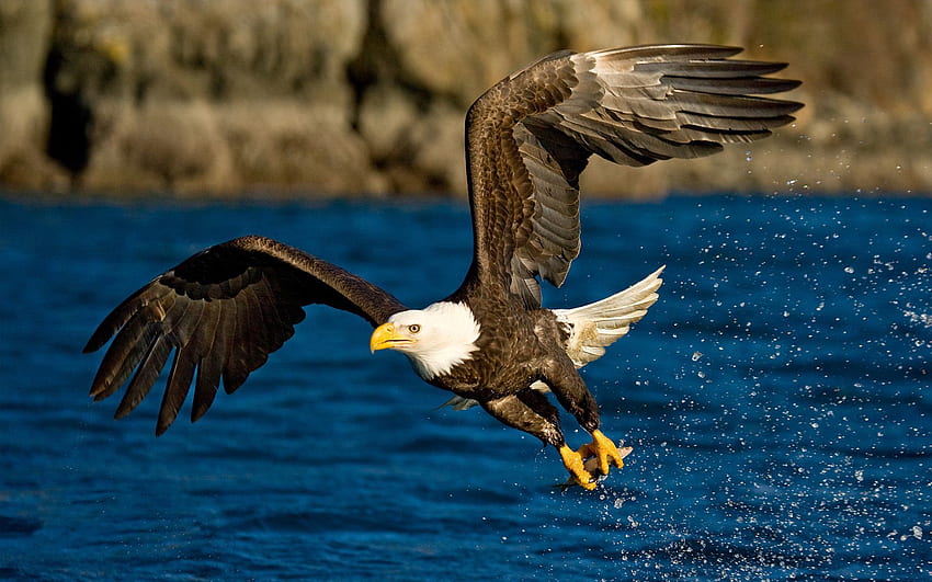 Tiere, Wasser, Vogel, Spray, Flug, Flügel, Adler HD-Hintergrundbild