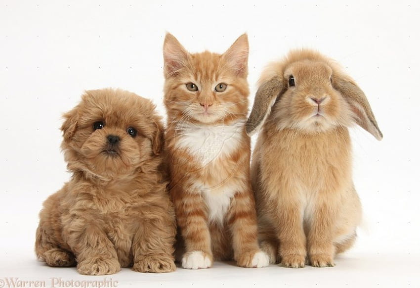 Mascotas, gatito, conejito, cachorro, conejo fondo de pantalla