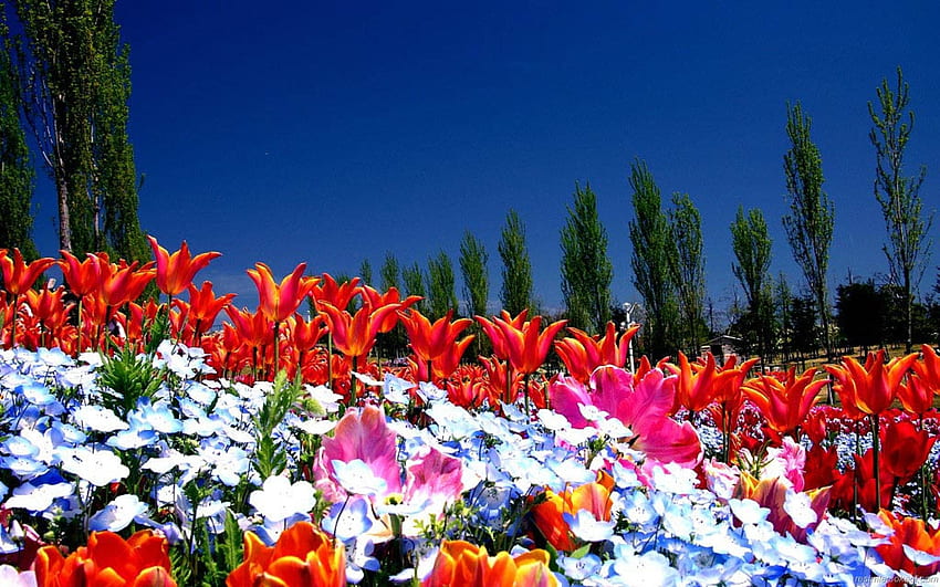 wiosenne kwiaty, kolorowy, przyroda, kwiaty, wiosna Tapeta HD
