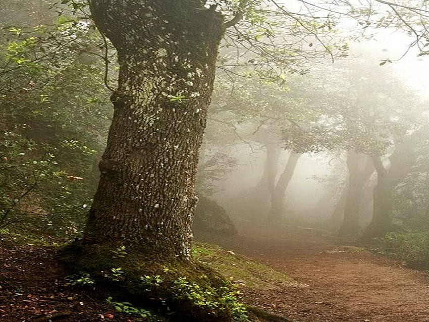 The Fog in the Forest, path, bushes, spooky, quiet, day, fog, light, limbs, trees, nature, sky, forest HD wallpaper