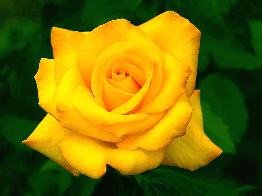 YellowForever, rose, yellow, flower, love, beautiful, nature, flowers, friend HD wallpaper