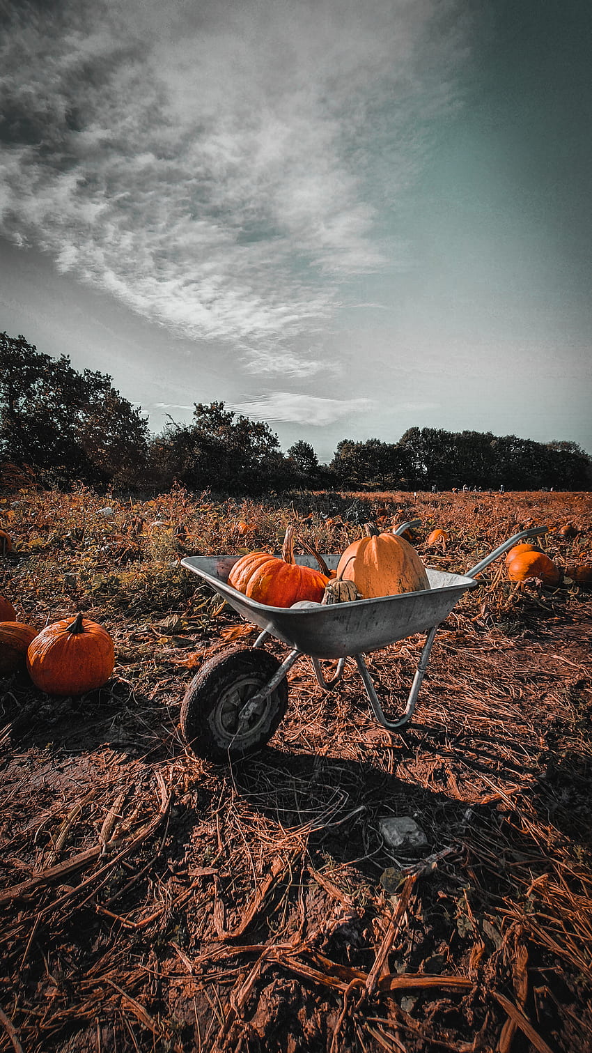 Pumpkins in a Wheelbarrow · Stock HD phone wallpaper