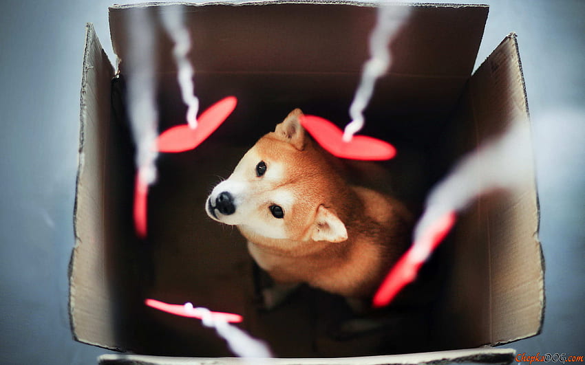 Puppy Valentine's Day, Dog Valentine Day HD wallpaper | Pxfuel