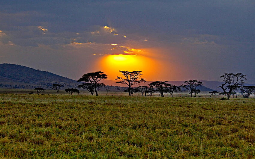 niesamowity wschód słońca na sawannie. Natura, afrykańska duma Tapeta HD
