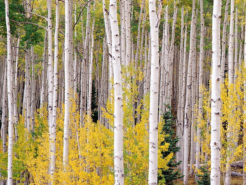 birch, trees, autumn background HD wallpaper