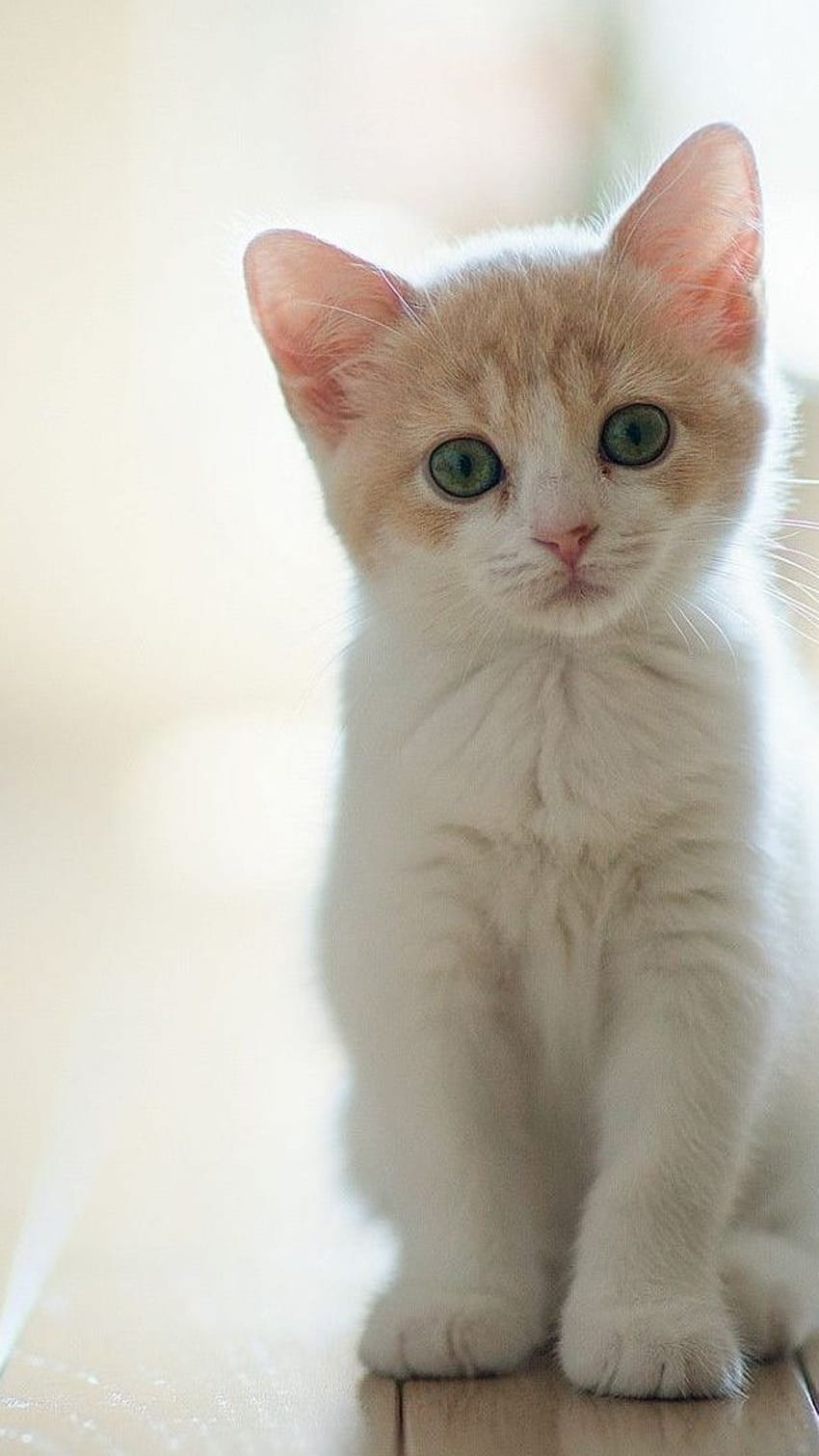 Cute Baby Cat, Sitting On The Floor HD phone wallpaper | Pxfuel