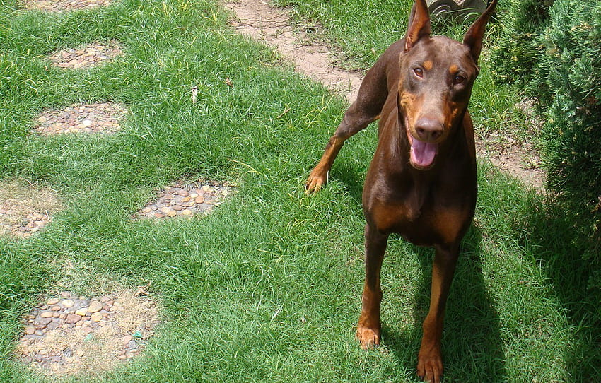language, grass, look, Doberman, red, color, brown, green for , section собаки HD wallpaper