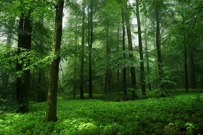 春の美しい緑の森, 緑, 木, 自然, 森, 春 高画質の壁紙