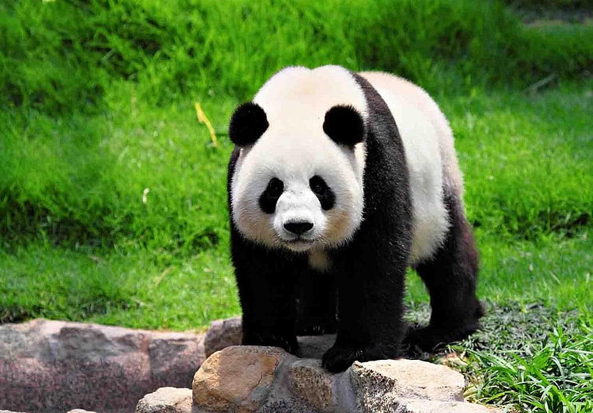 Giant Pandas HD wallpaper