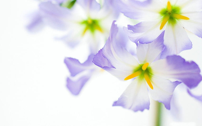 Fleur violette sur fond blanc, fleurs funéraires Fond d'écran HD