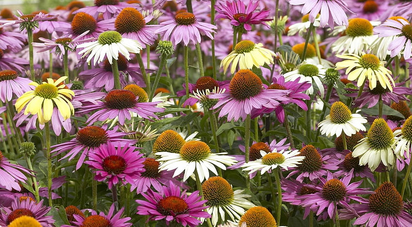 Flowers, Multicolored, Flower Bed, Flowerbed, Colorful, Echinacea HD wallpaper