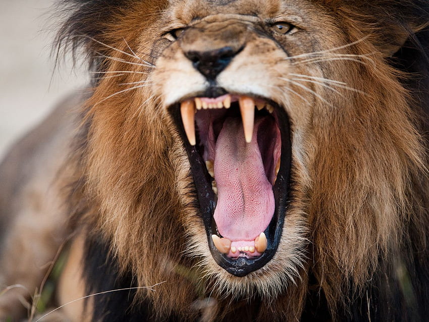 How the Word 'Hangry' Came to Define a Timeless Feeling, Stay Hungry Lion HD wallpaper