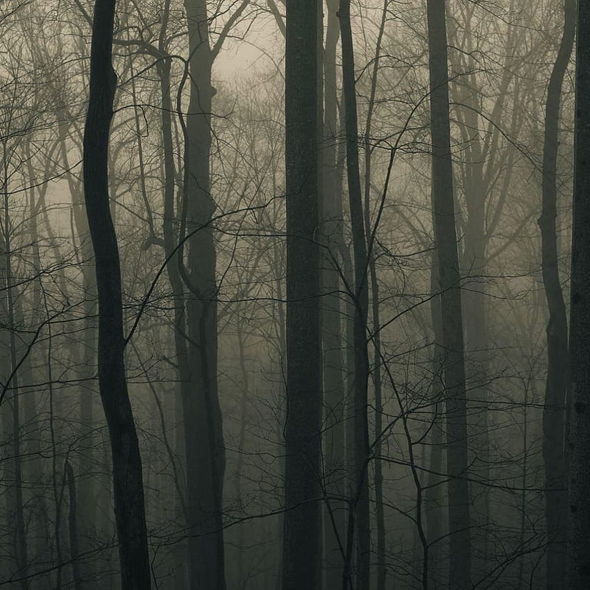 Foggy Forest iPad, Grey Forest HD phone wallpaper