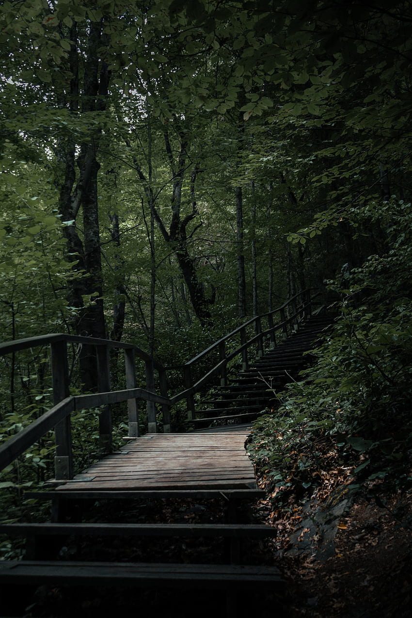 Natura, alberi, scala, scale, gradini Sfondo del telefono HD