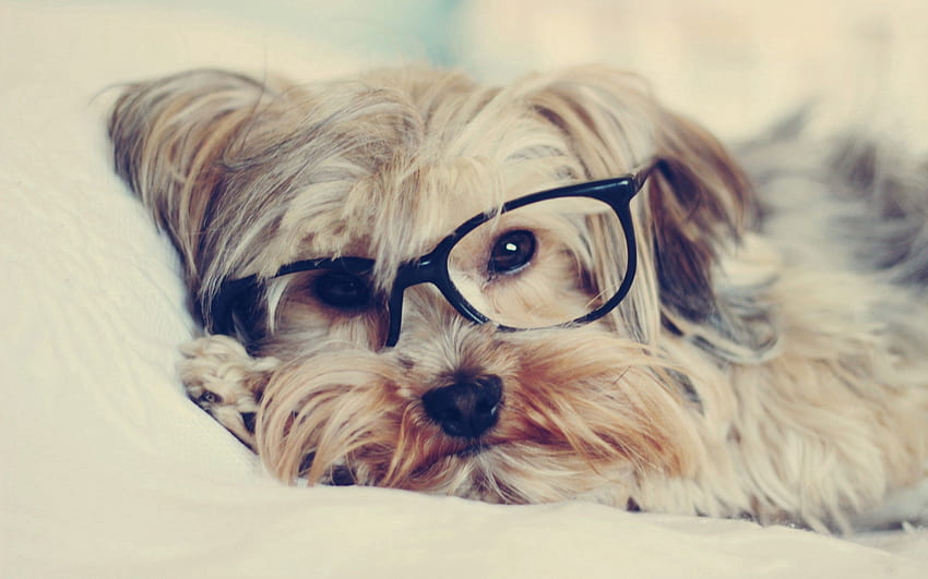 Animali, cane, museruola, Yorkshire Terrier, occhiali, occhiali Sfondo HD