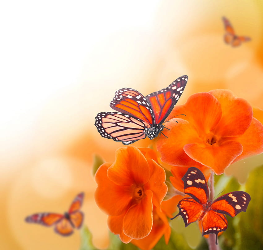 Цветя и пеперуди, пеперуди, красиви, цветя, пролет, оранжеви, прекрасни HD тапет