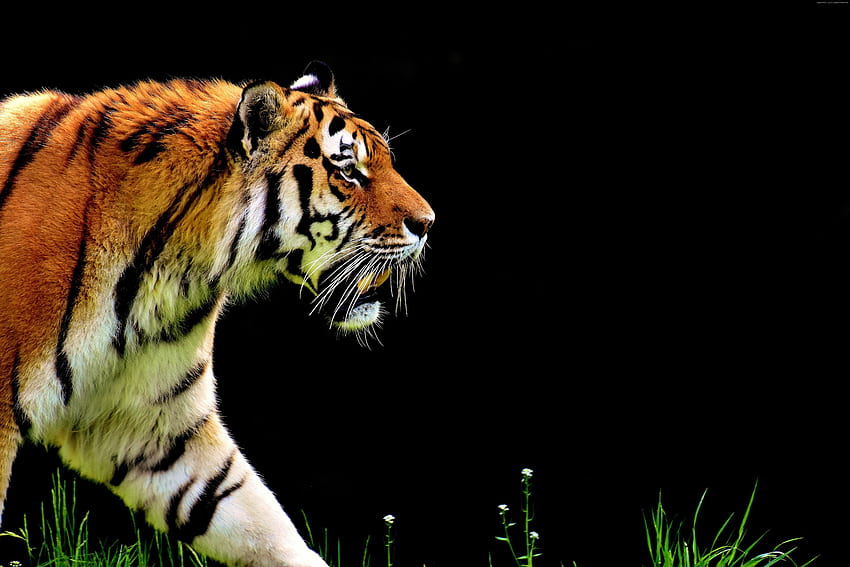 6k Tiger Predator Hunting. U Background HD wallpaper